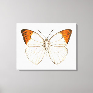Toile Papillon aquarelle, grande pointe orange