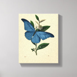 Toile Papillon bleu vintage