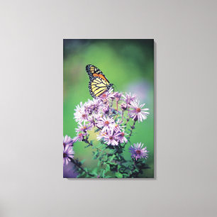 Toile Papillon de monarque