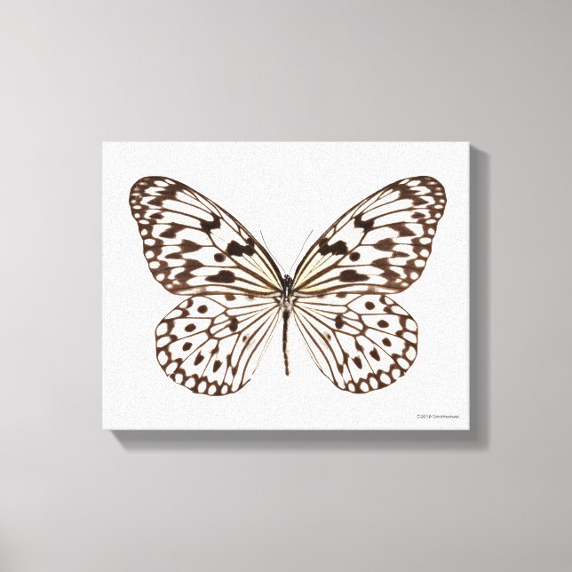 Toile Papillon de Tigre de châtaignes (Recto)