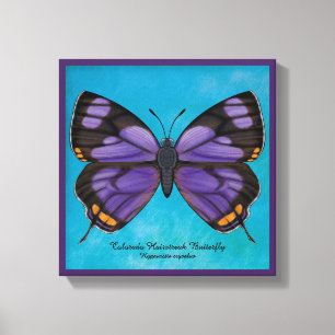 Toile Papillon Hairstreak du Colorado