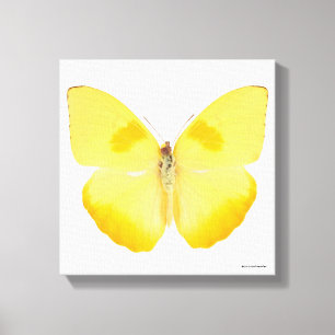 Toile Papillon jaune de basse commune