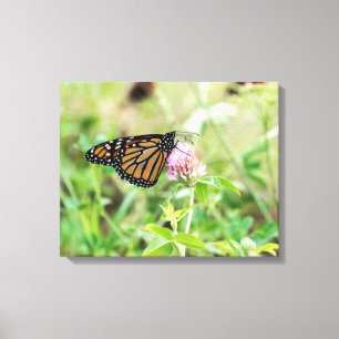 Toile Papillon Monarque