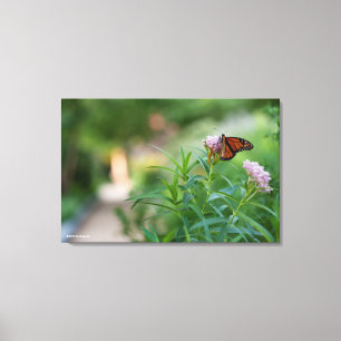 Toile Papillon monarque