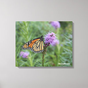 Toile Papillon monarque