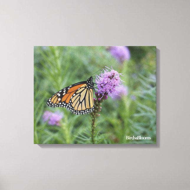 Toile Papillon monarque (Recto)