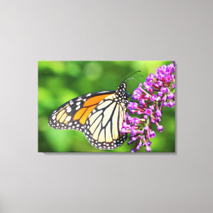 Toile Papillon monarque - Danaus plexippus - Femelle