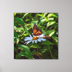 Toile Papillon monarque rétroéclairé sur Fleur marguerit