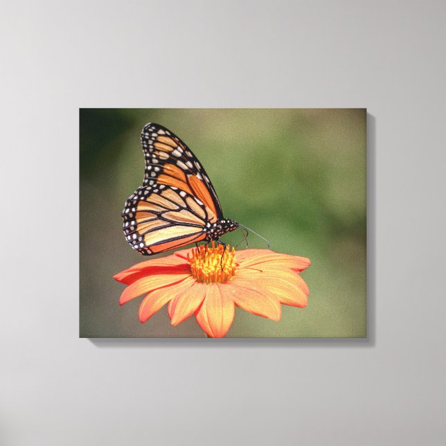 Toile Papillon Monarque sur une fleur d'orange (Recto)