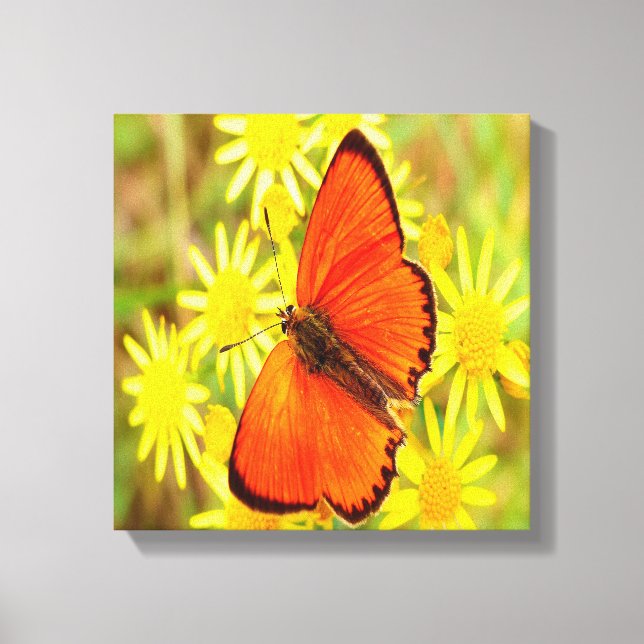 Toile Papillon orange clair Fleurs jaunes (Recto)