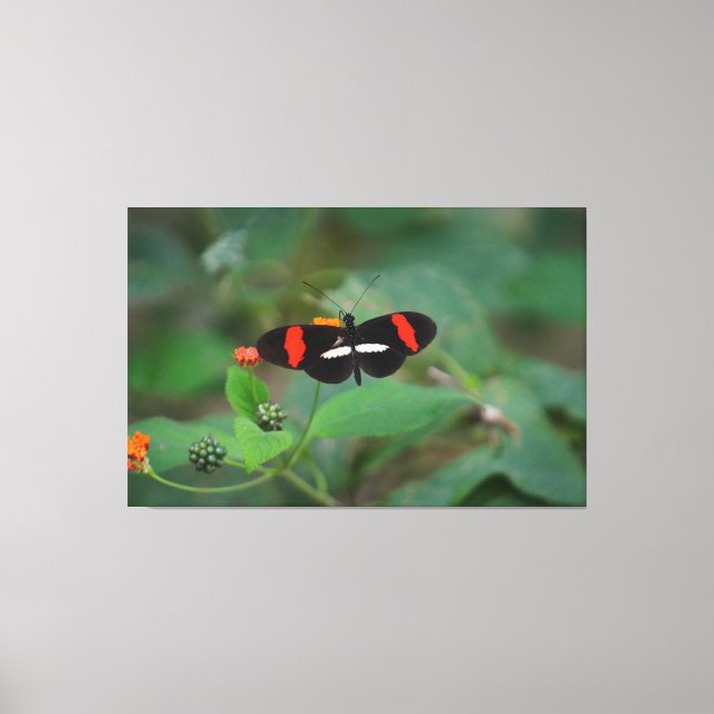 Toile Papillon Postillon (Recto)