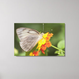 Toile Papillon simple sur les fleurs jaunes et rouges