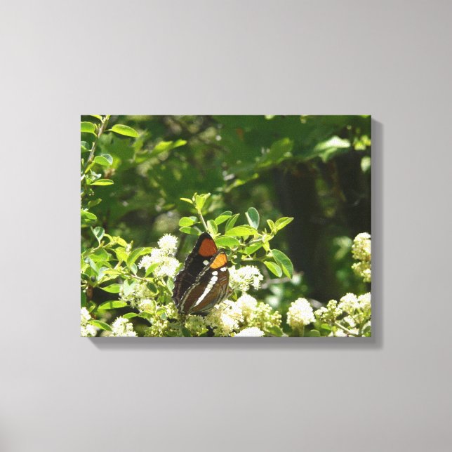 Toile Papillon-soeur de Californie en Yosemite (Recto)