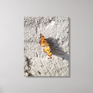 Toile Papillon sous le soleil