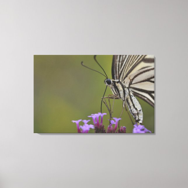 Toile Papillon Swallowtail sur fleur, Chiba (Recto)
