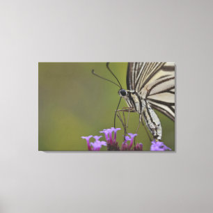 Toile Papillon Swallowtail sur fleur, Chiba