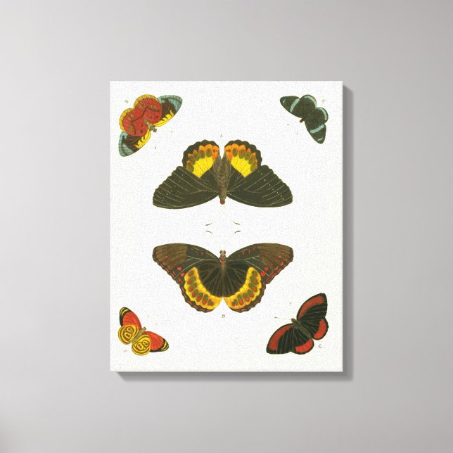 Toile Papillons lumineux par Pieter Cramer (Recto)