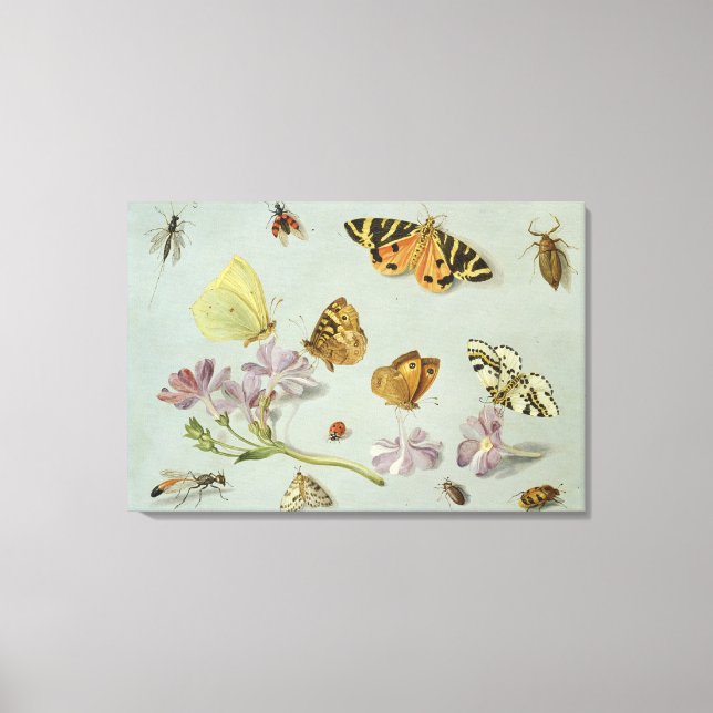 Toile Papillons, papillons de nuit et autres insectes (Recto)
