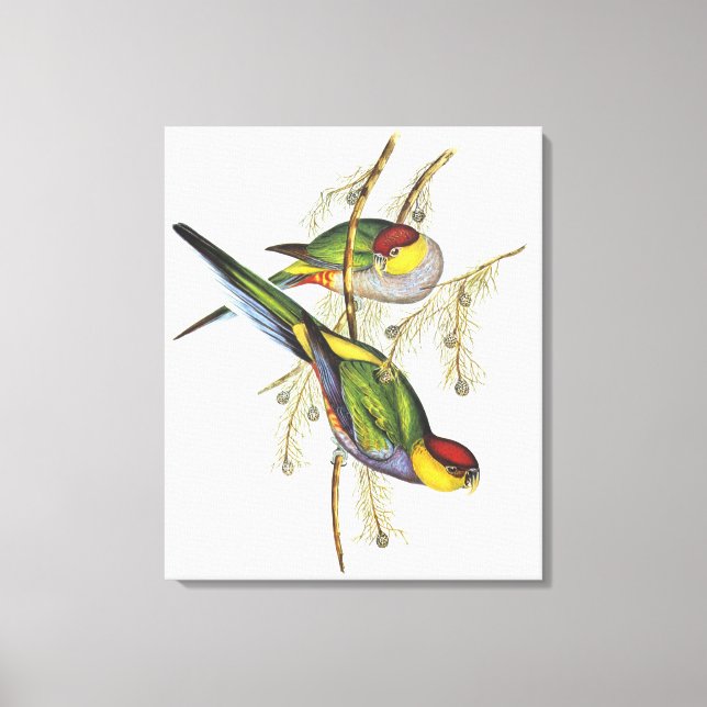 Toile Parakeet - Oiseaux Vintages (Recto)