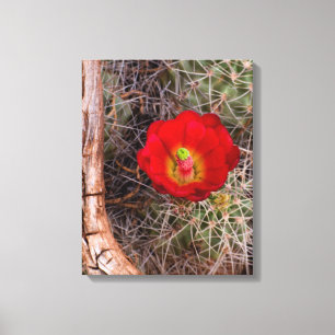 Toile Parc national de Capitol Reef, Cactus Claret Cup
