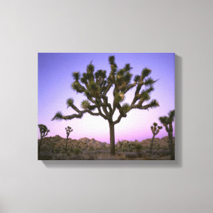 Toile PARC NATIONAL DE JOSHUA TREE, CALIFORNIE. États-Un