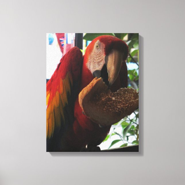 Toile Parrot Macaw Scarlet Manger Toast (Recto)