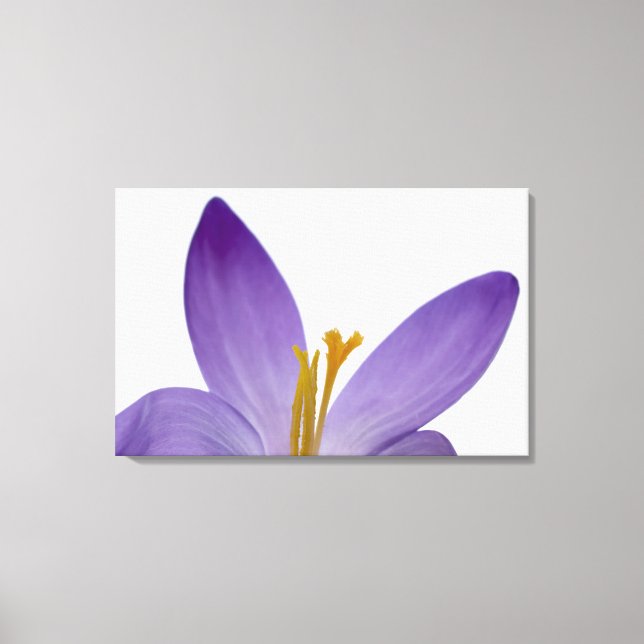 Toile Parties de fleurs de crocus. (Recto)