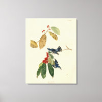 Paruline azurée (Cerulean), Audubon Birds of Ameri