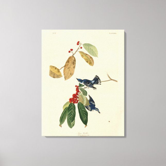 Toile Paruline azurée (Cerulean), Audubon Birds of Ameri (Recto)