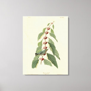 Toile Paruline bleu-vert d'Audubon's Birds of America