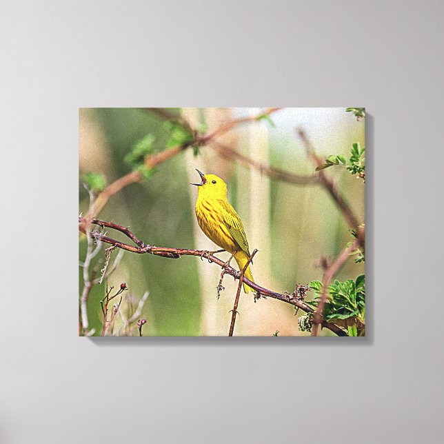 Toile Paruline jaune chante (Recto)