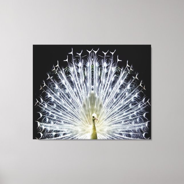 Toile Pavillon blanc Peacock Animalia (Recto)