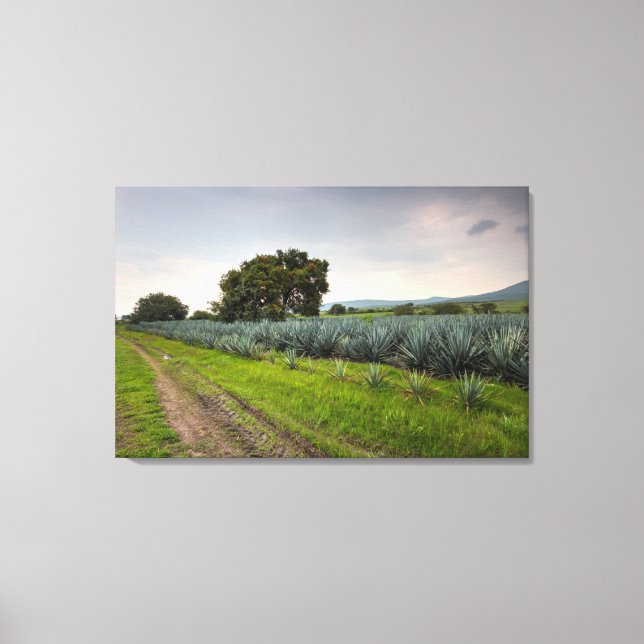 Toile Paysage De Blue Agave (Recto)