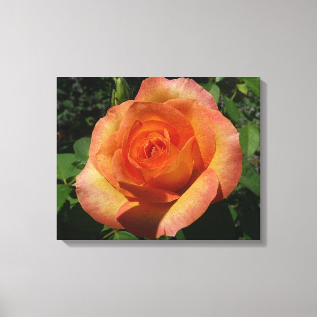 Toile Peach Rose Orange Floral Photographie (Recto)