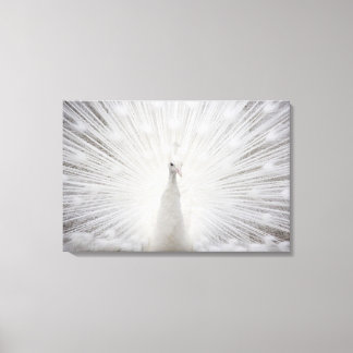 Toile Peacock blanc