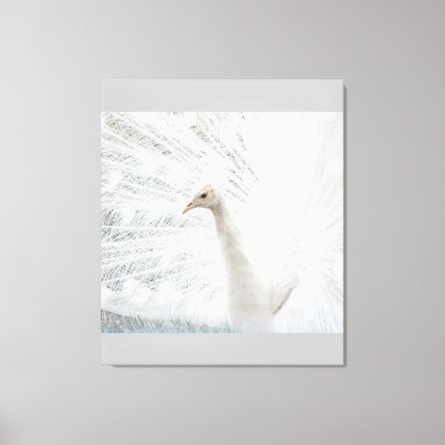 Toile Peacock blanc belles plumes (Recto)