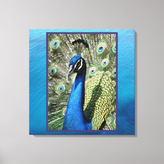 Toile Peacock sur Ocean Arrière - plan (Recto)