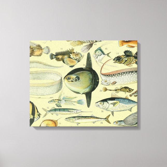 Toile Pêche scientifique vintage (Recto)