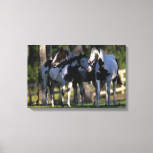 Toile Peignez les chevaux