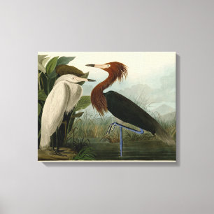 Toile Peinture de la faune d'Audubon Heron violet