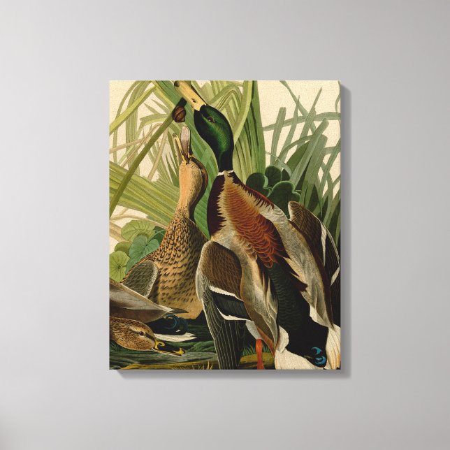 Toile Peinture d'oiseaux de Mallard Duck Audubon (Recto)