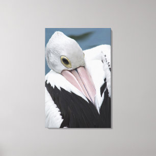 Toile Pélican australien en gros plan