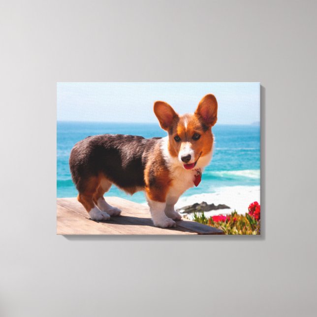 Toile Pembroke Welsh Corgi puppy standing on table (Recto)