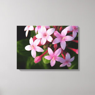 Toile Pentas