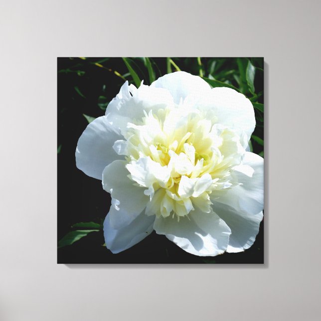 Toile Peony blanc (Recto)