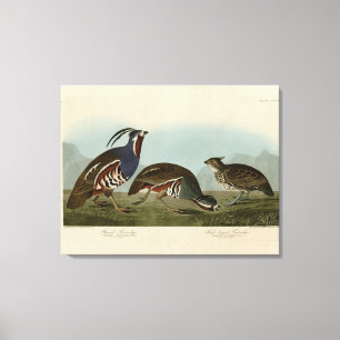 Toile Perdrix en peluche et à pattes épaisses - Audubon'