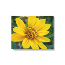 Perfection florale en Jaune clair