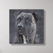 Perro de Presa Canario - Dogo Canario
