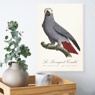 Toile Perroquet gris, Psittacus erithacus, vintage
