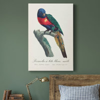Perruche a tete bleue / Rainbow lorikeet
